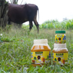 গাওয়া ঘি / Ghawa Ghee-1 kg - Image 2